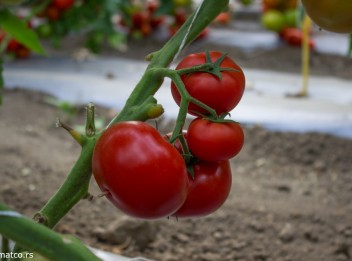 VEGETABLE SEEDS